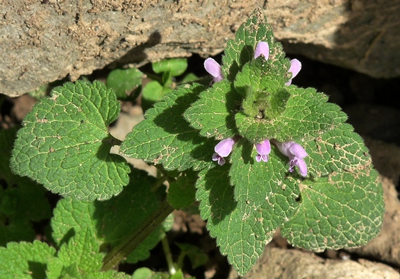 {Lamium purpureum}